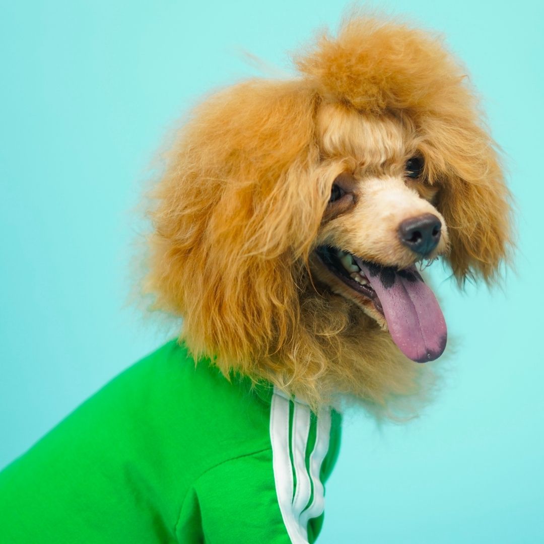Dive In Stripes - Forest Dog TShirt