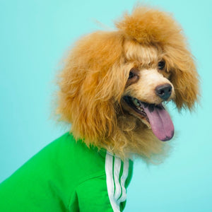 Dive In Stripes - Forest Dog TShirt