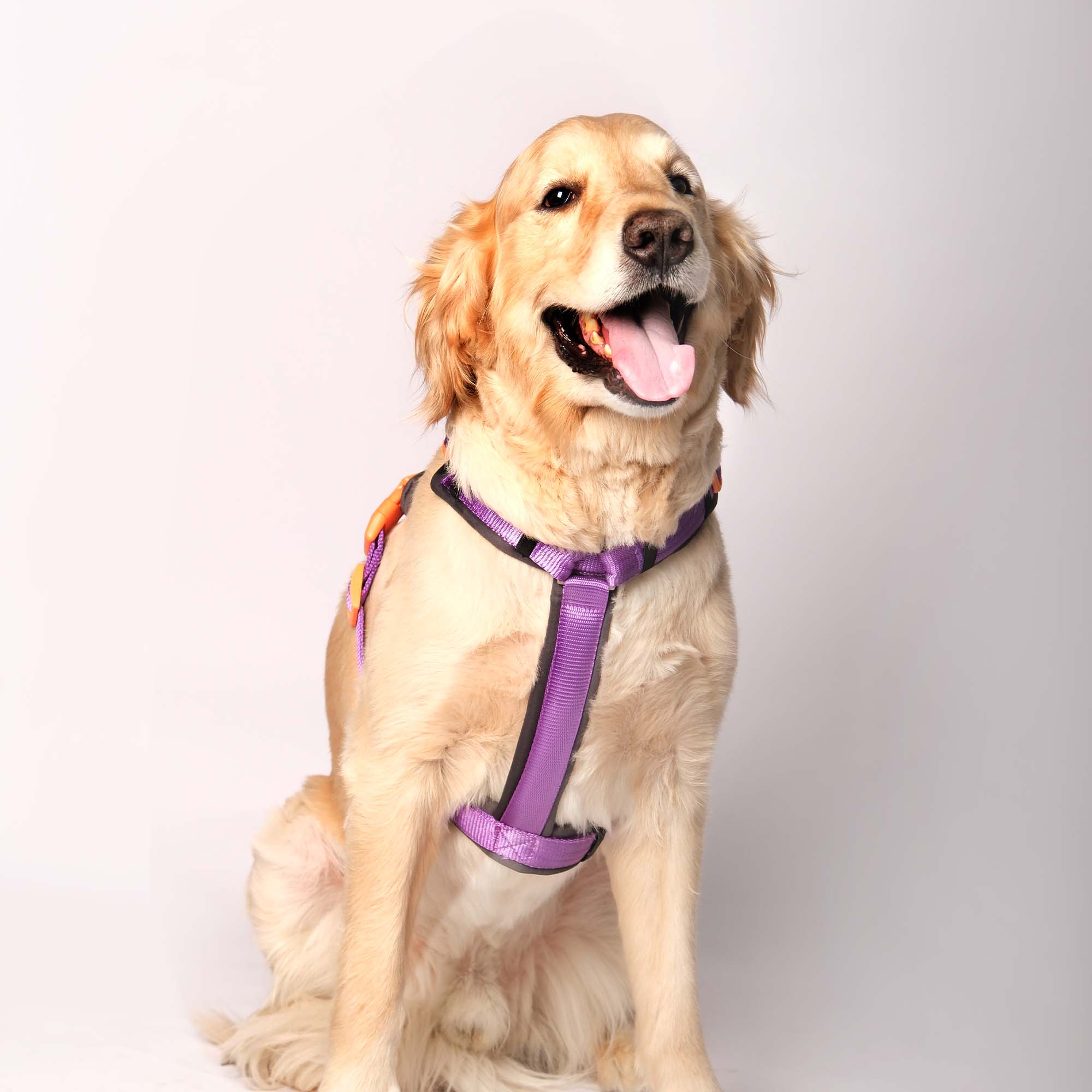 AMETHYST ALPHA HARNESS