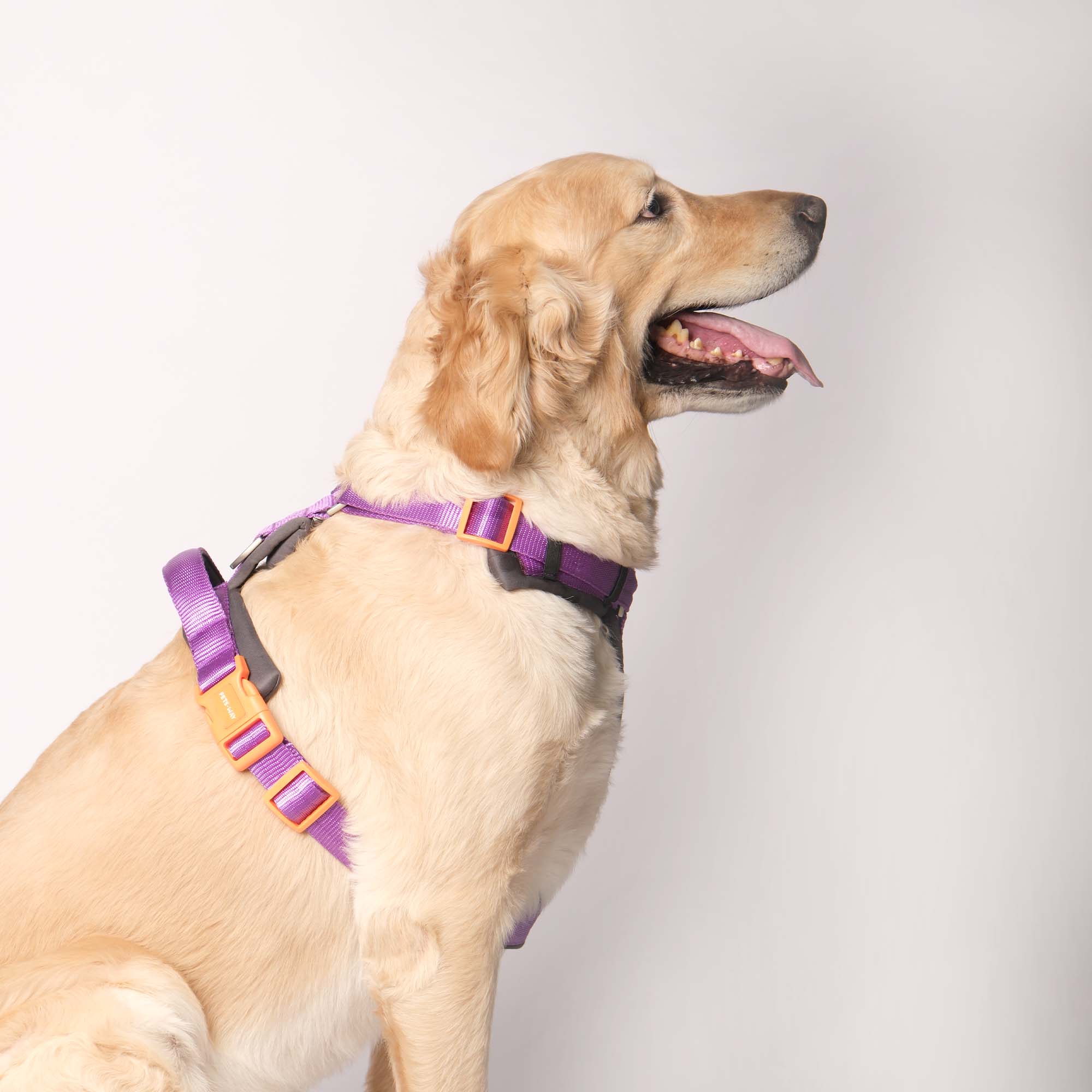 AMETHYST ALPHA HARNESS