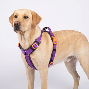 AMETHYST ALPHA HARNESS
