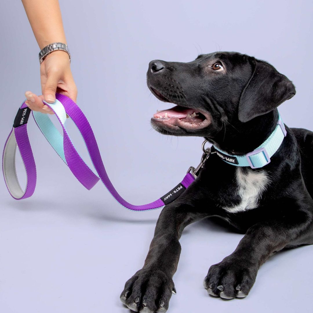 dog wear Amethyst & Sky Dual Color Dog Leash-petsway