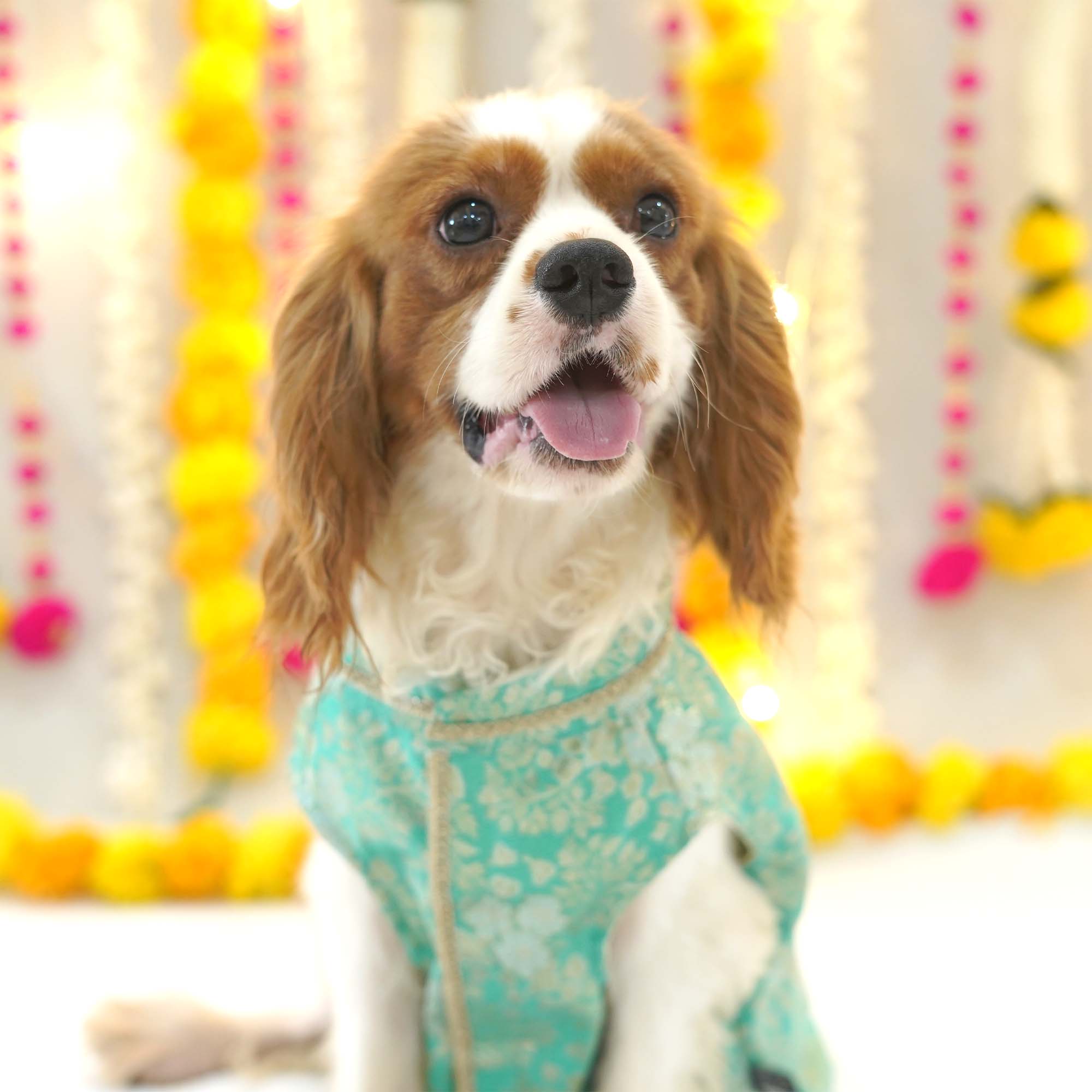 Nawab - Teal Dog kurta