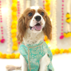 Nawab - Teal Dog kurta