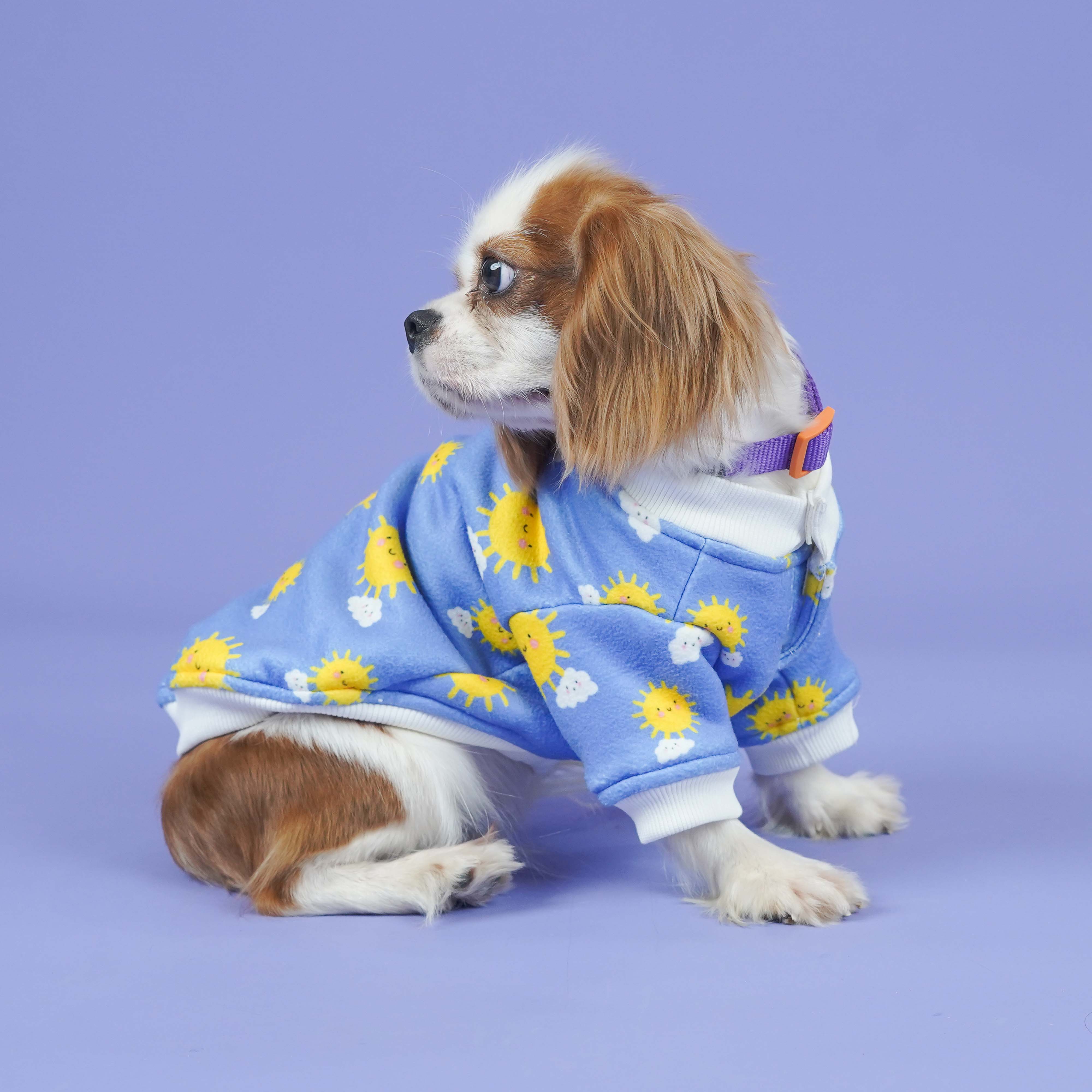 Sunlight Dog Sweatshirt