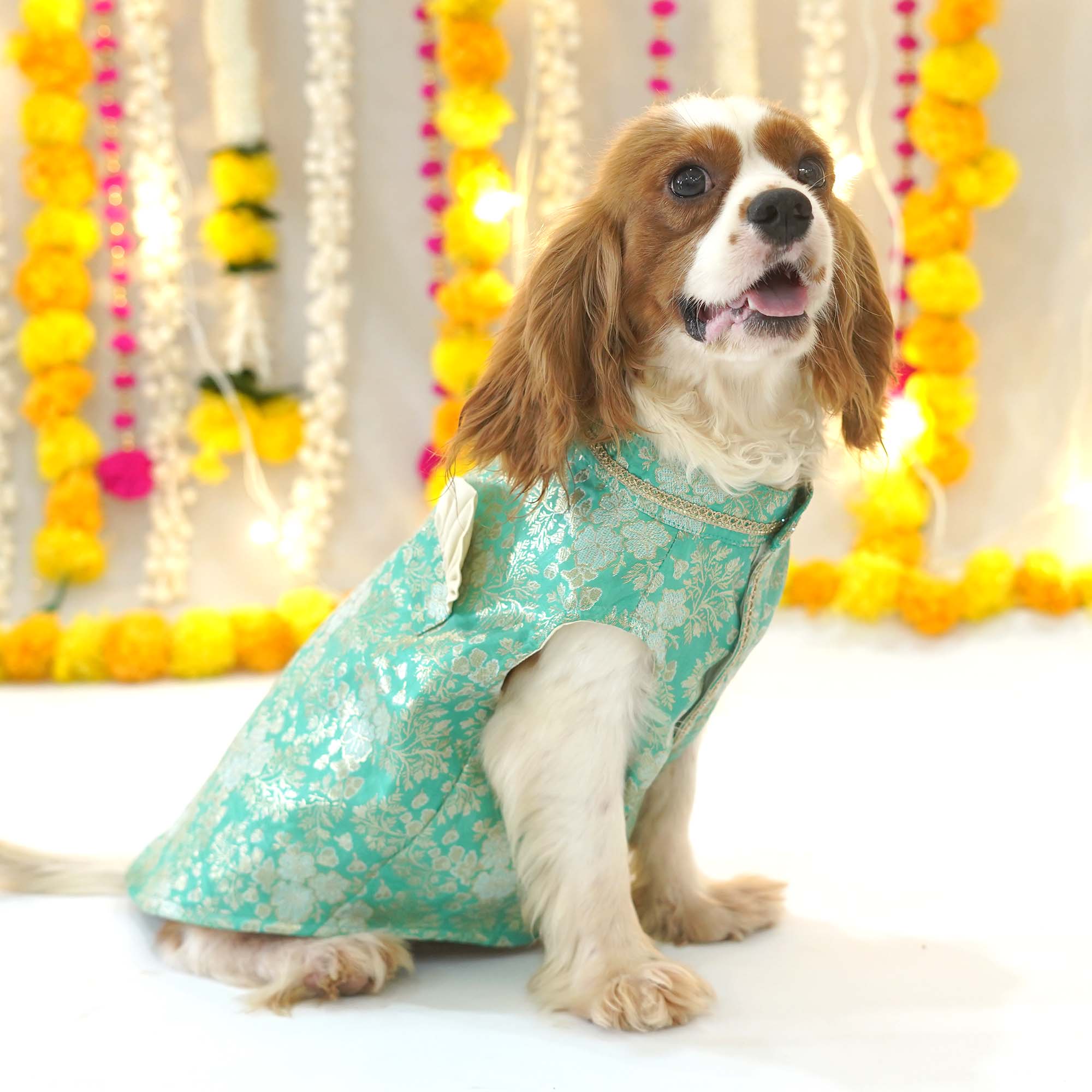 Nawab - Teal Dog kurta
