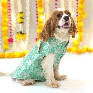 Nawab - Teal Dog kurta