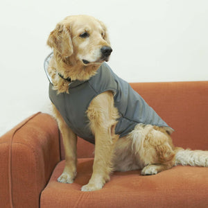 Frost- Grey Dog Jacket