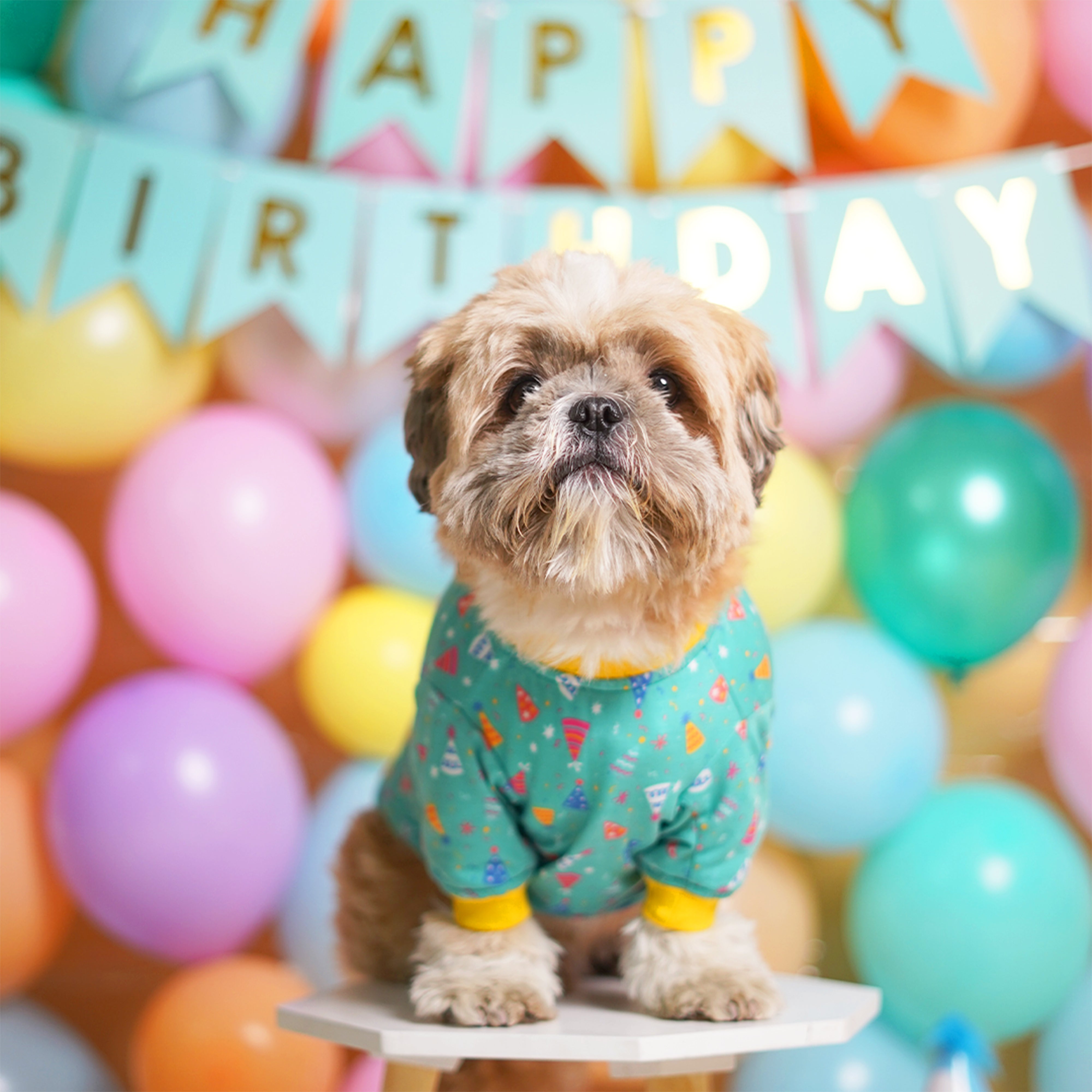 Birthday Dog T-Shirt - Teal