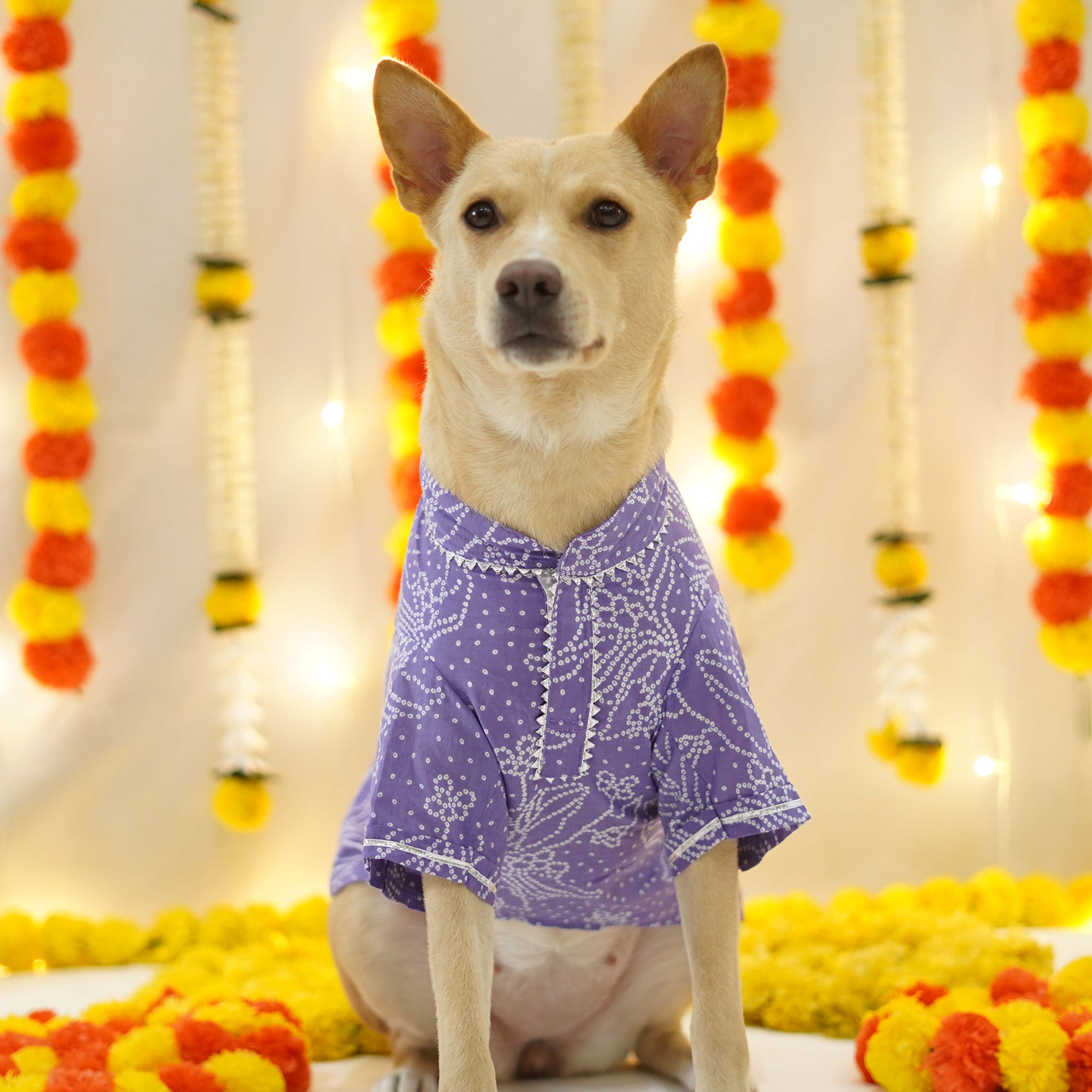 Bandhani Sanganeri - Dog Kurta Combo