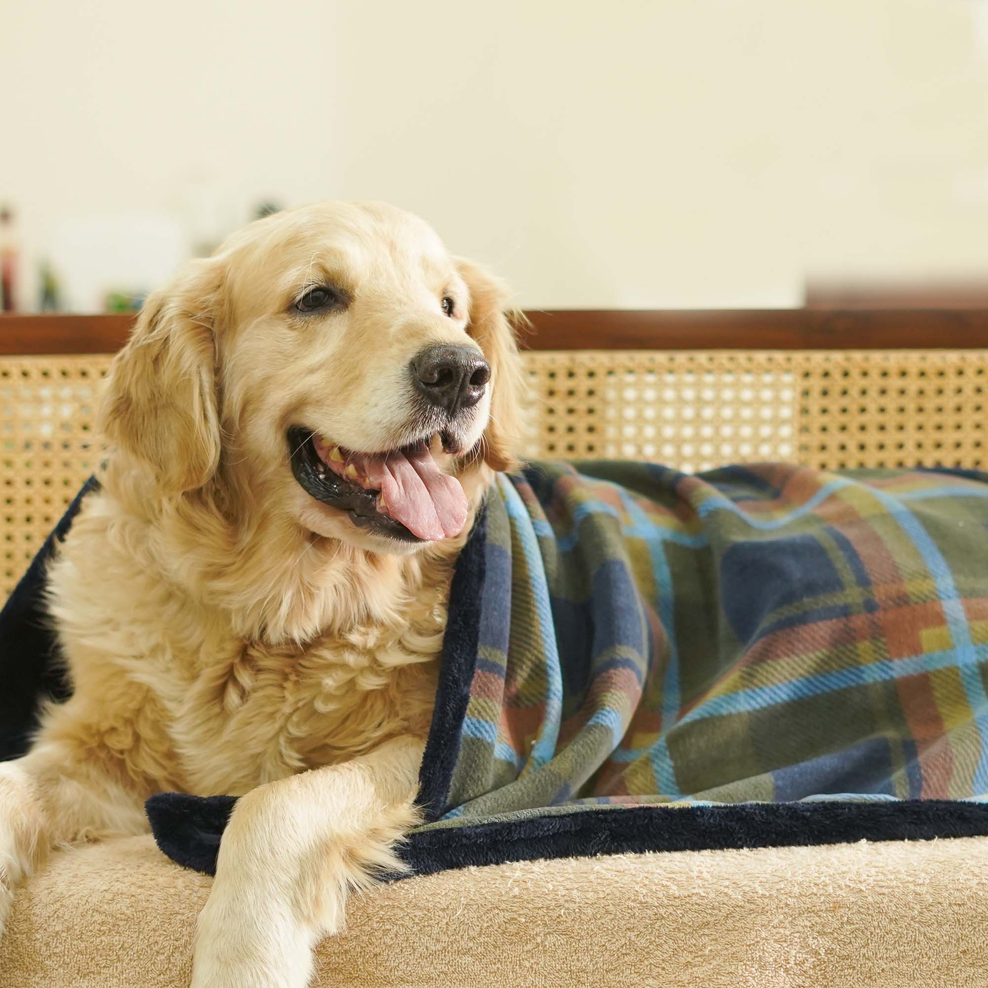 Checks Multi Blanket – Soft, Stylish & Durable Pet Blanket
