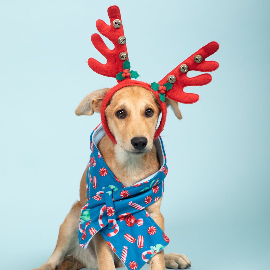 Warm & Stylish candy Dog Scarf petsway
