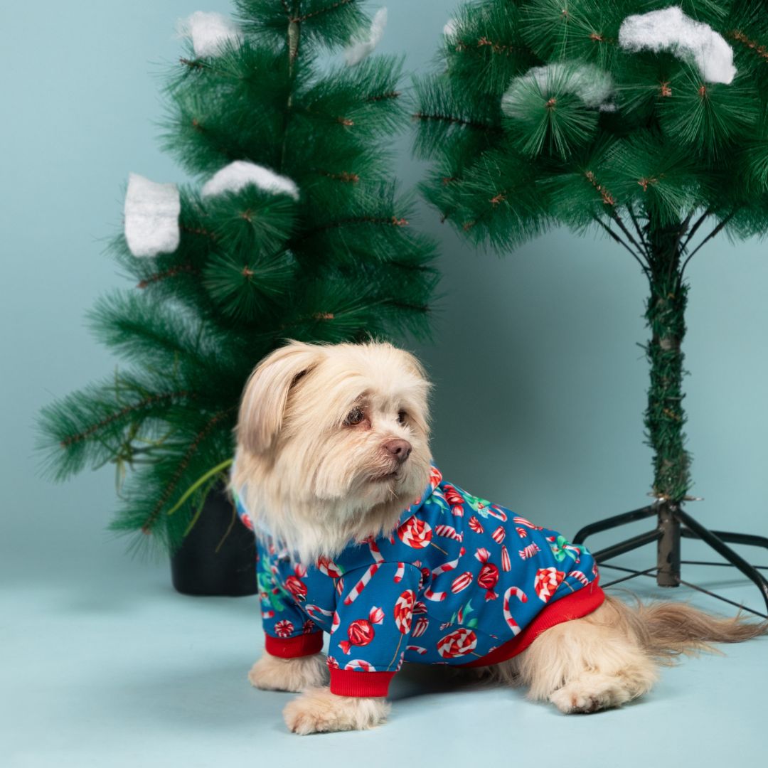 Adorable Candy Hoodie Petsway