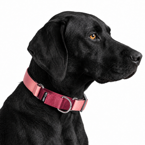 PEACH & WINE MARTINGALE COLLAR