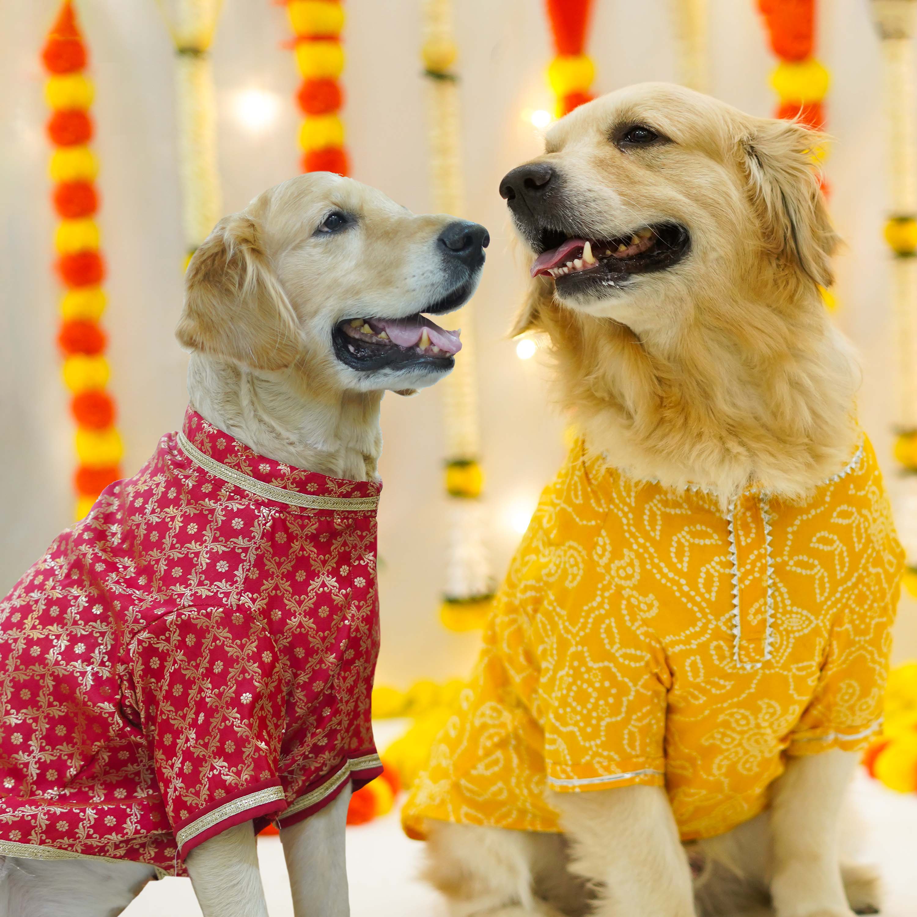 Pataka & Bandhani Dog kurta Combo