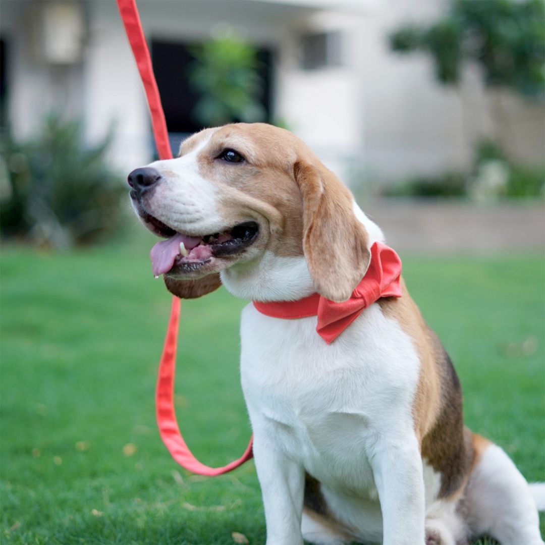 dog wear Coral Luxury Velvet Bow Tie-petsway