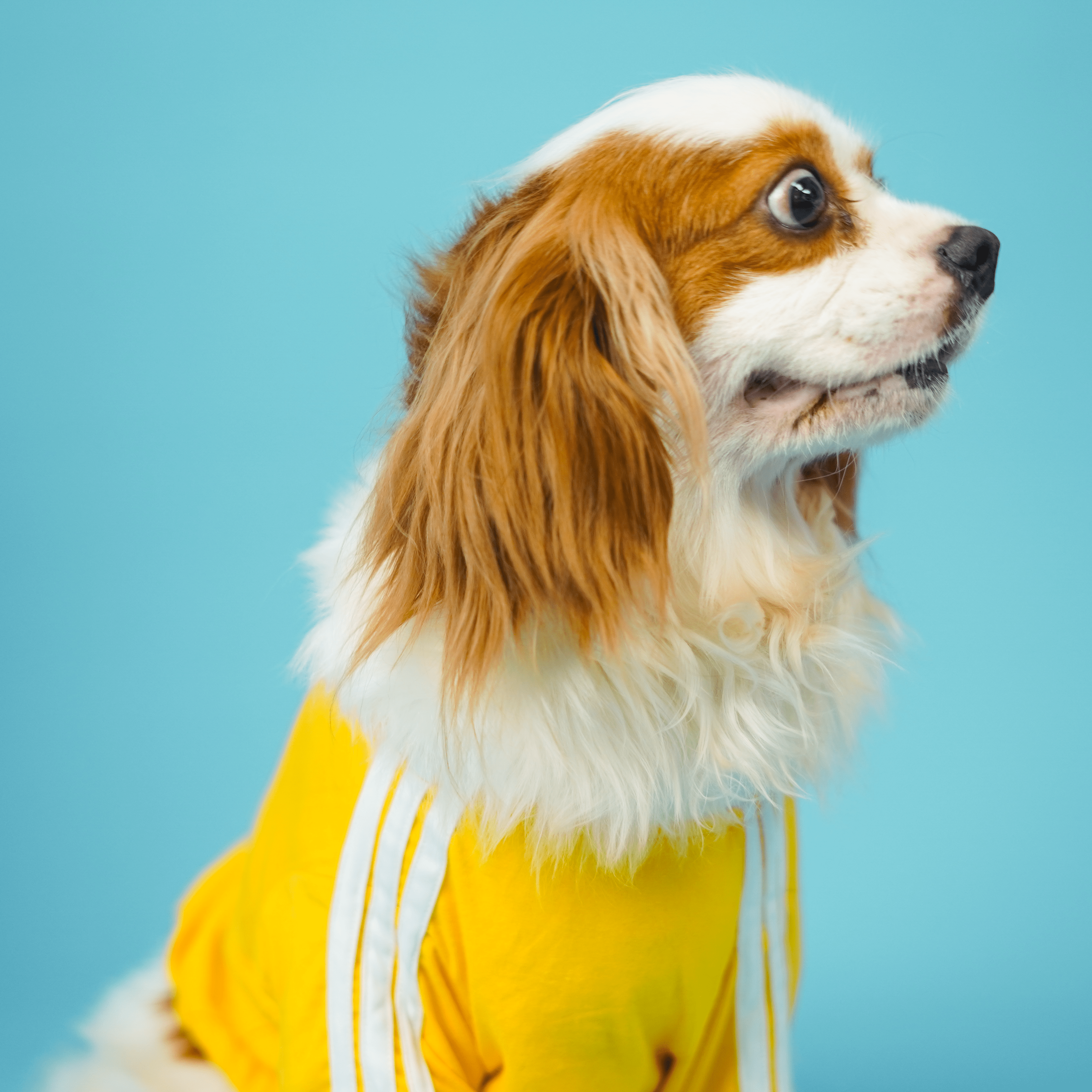 Dive In Stripes- Set of 3 Dog TShirt