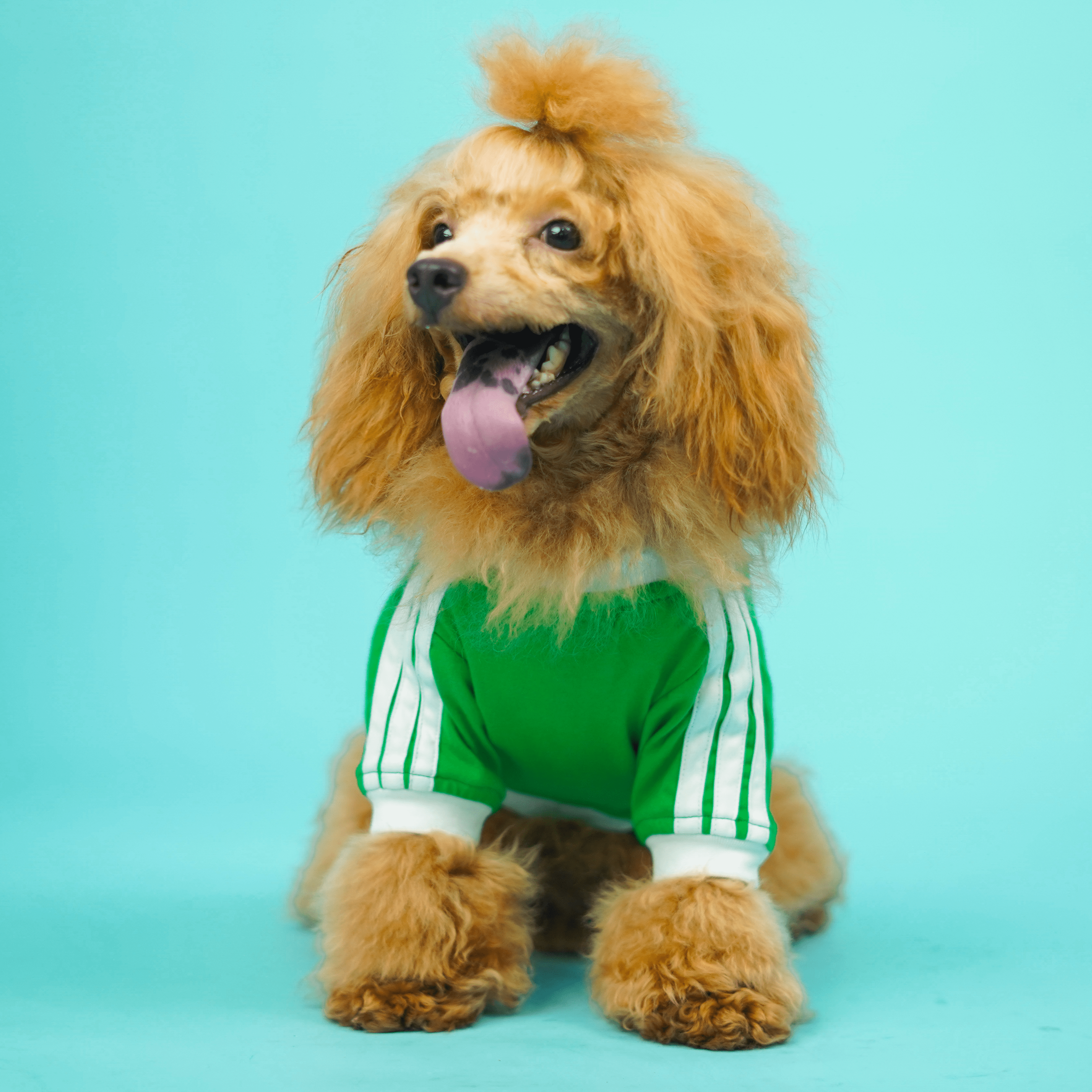 Dive In Stripes - Forest Dog TShirt