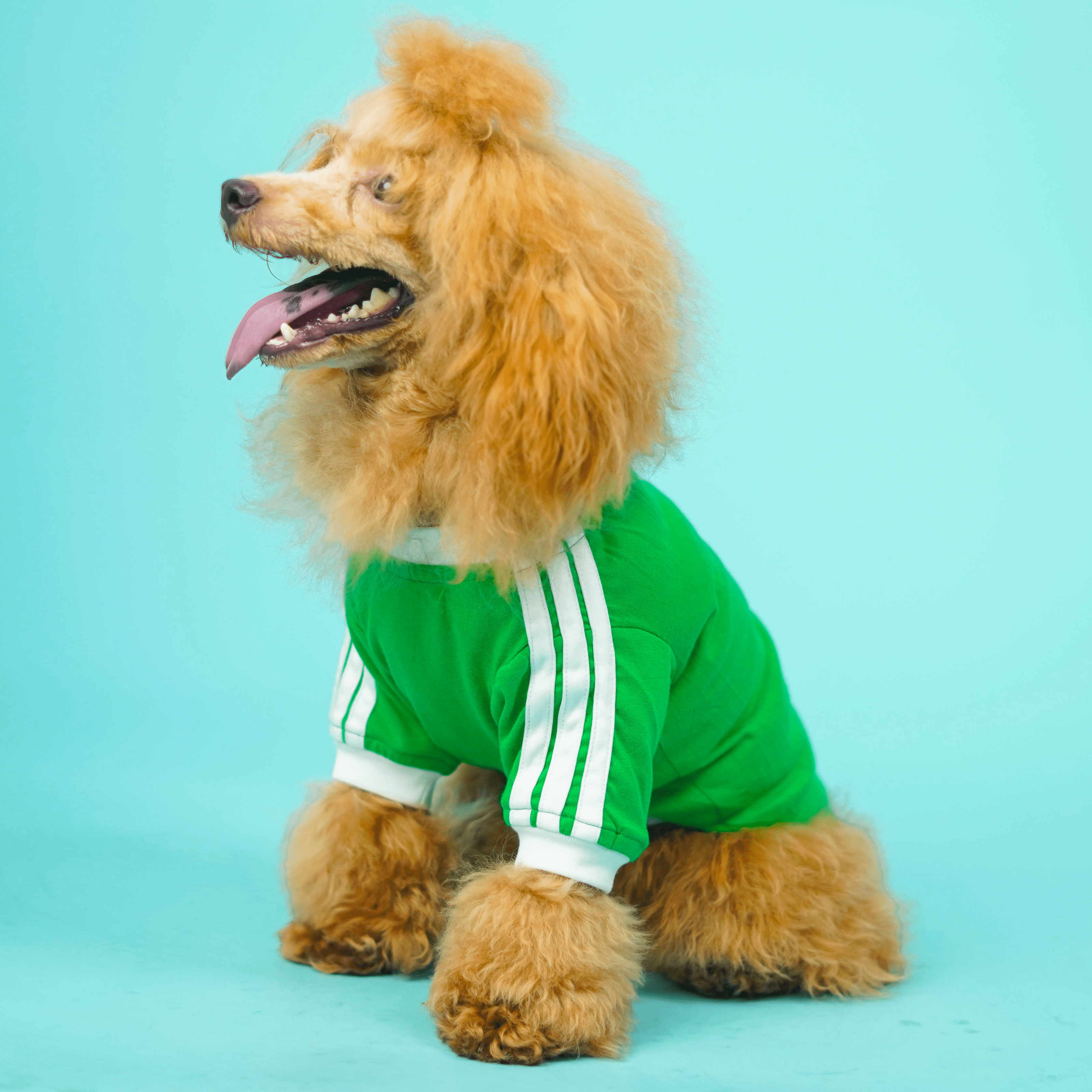Dive In Stripes- Set of 3 Dog TShirt