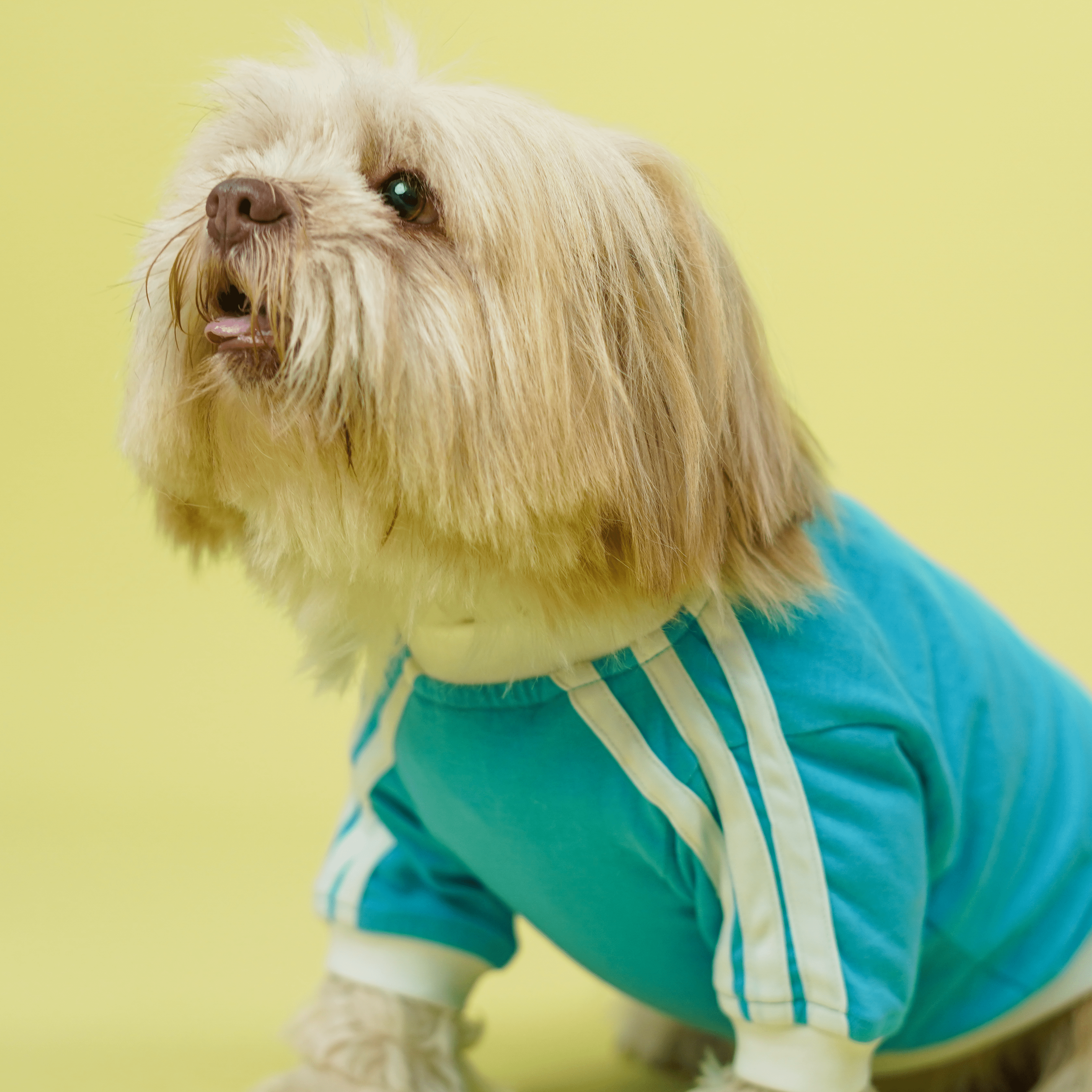 Dive In Stripes- Set of 3 Dog TShirt