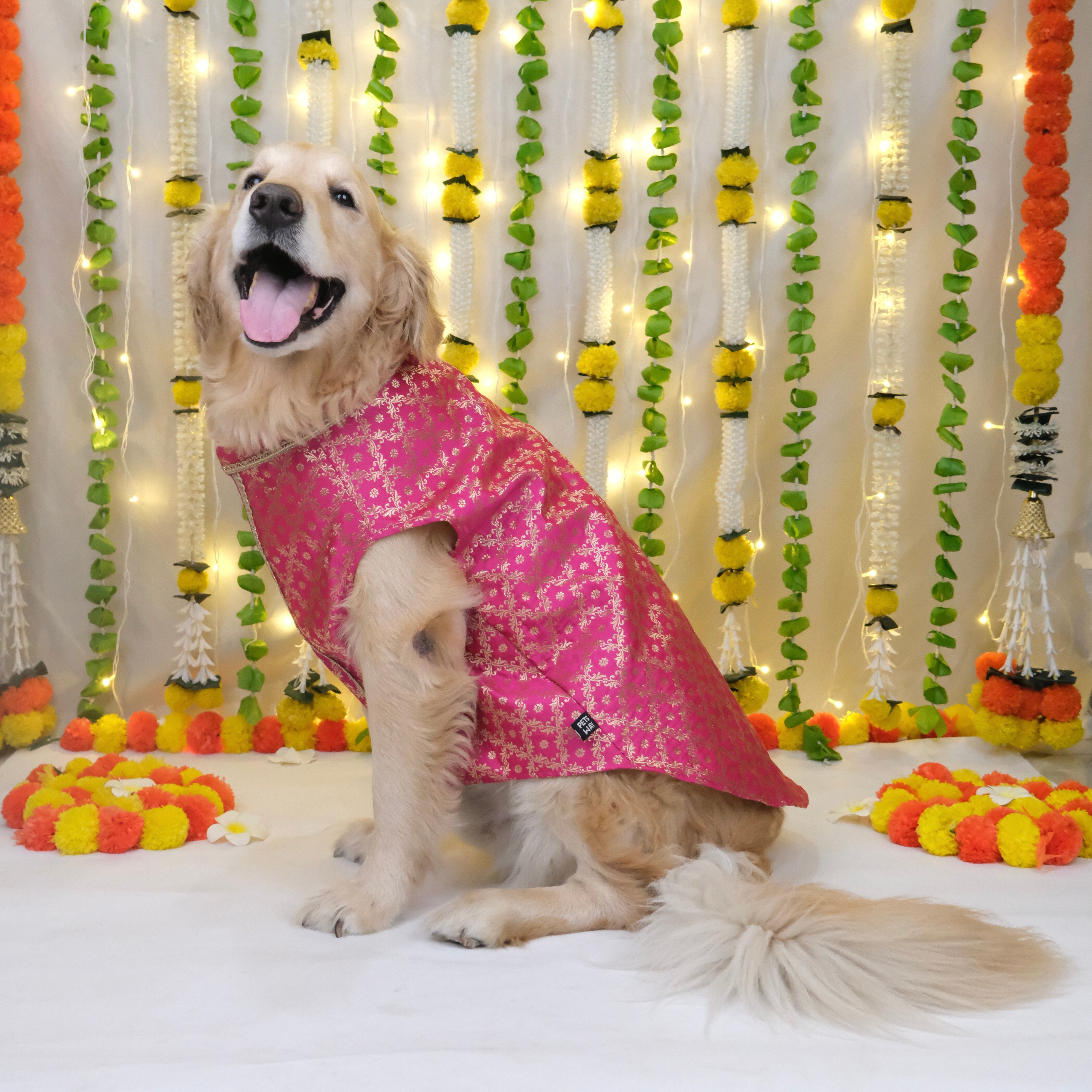 Riwaaz - Fuschia Dog Sherwani