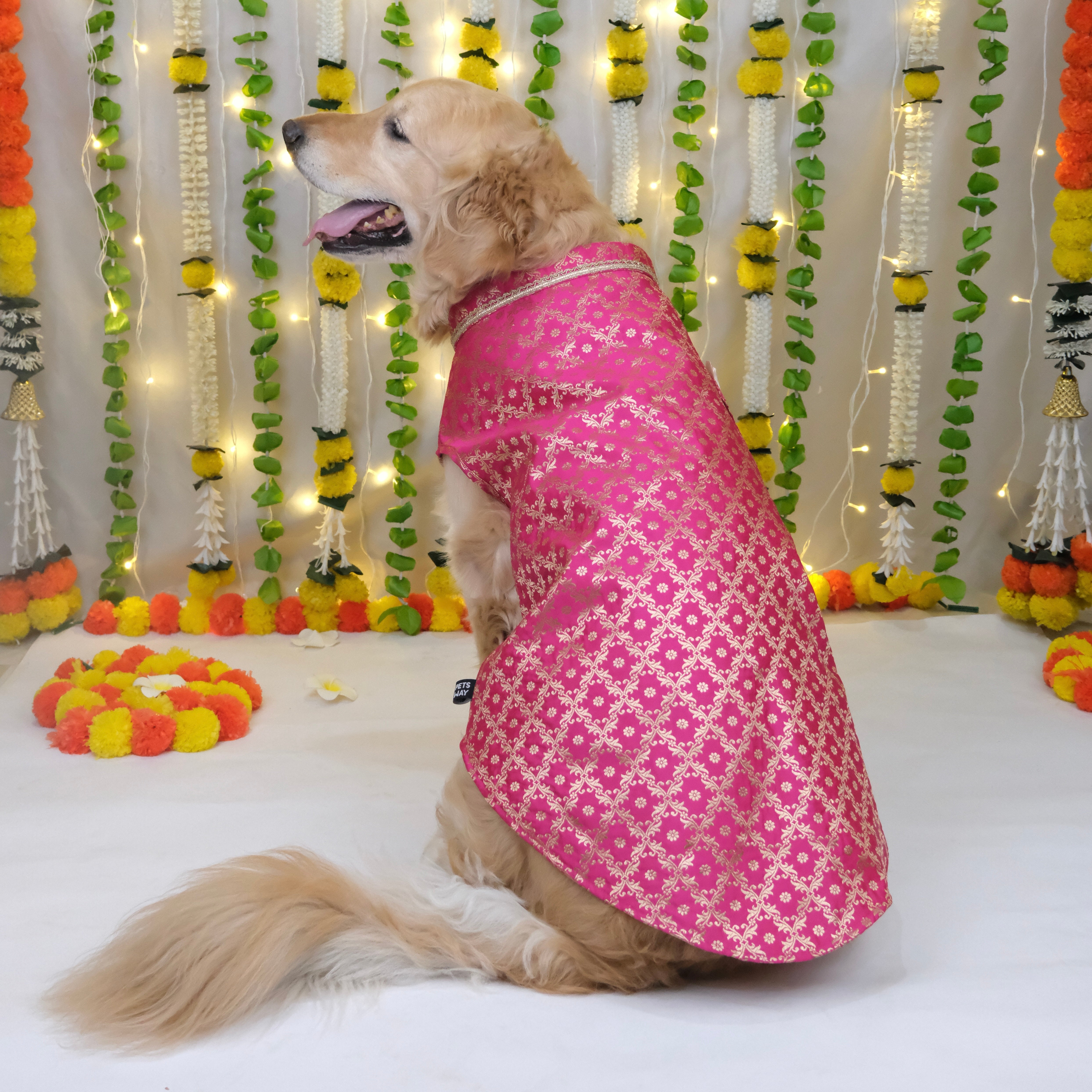 Riwaaz - Fuschia Dog Sherwani