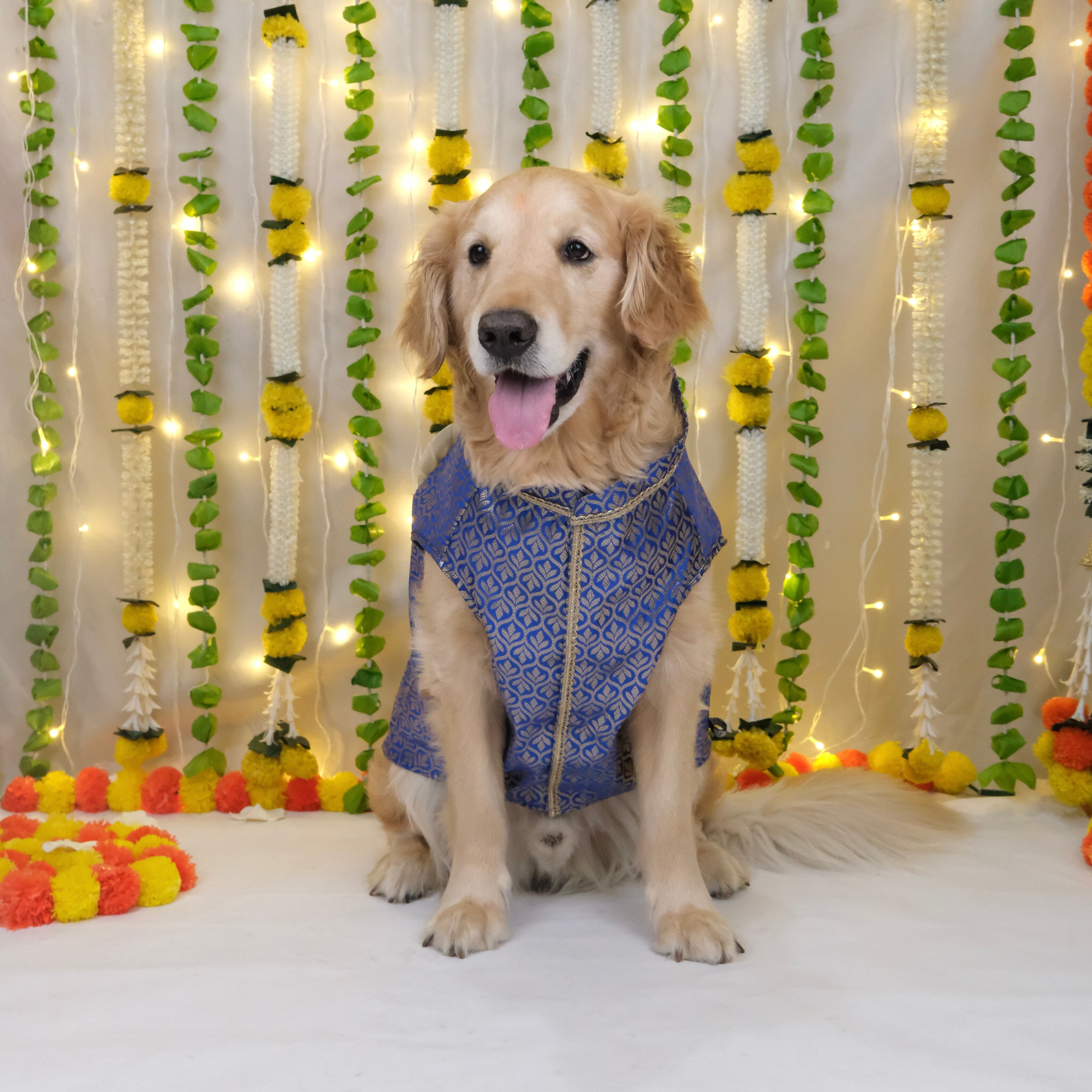 Riwaaz - Royal Blue Dog Sherwani