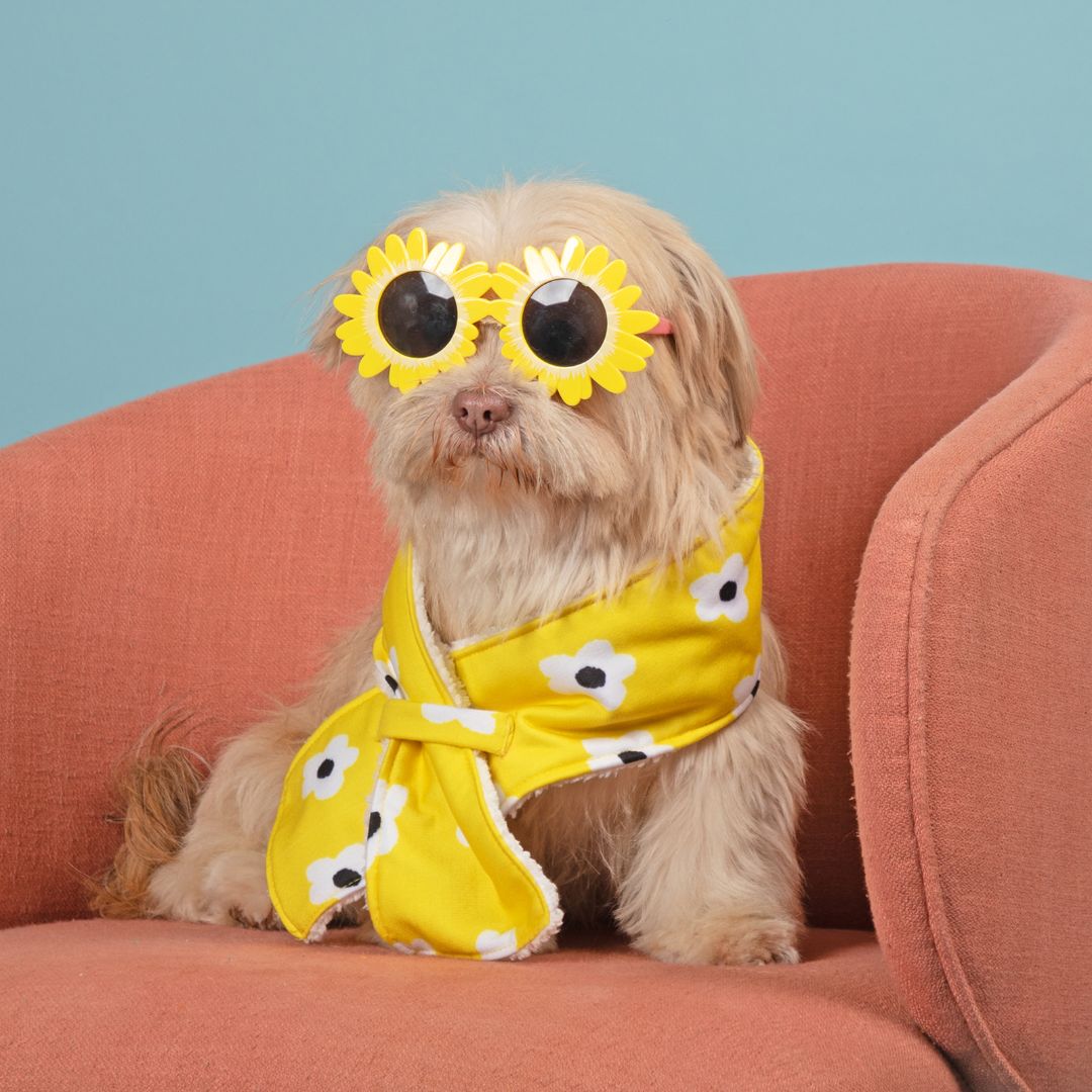 Cool Stylish Daisy Snood Petsway