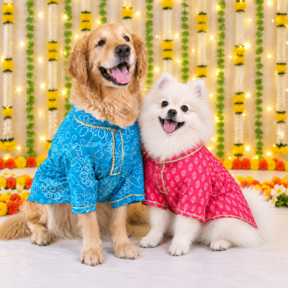 Two dogs dressed in dog kurta combo of Bandhani Blue and Bagru Fuchsia ready for festivals, celebration or any occassion