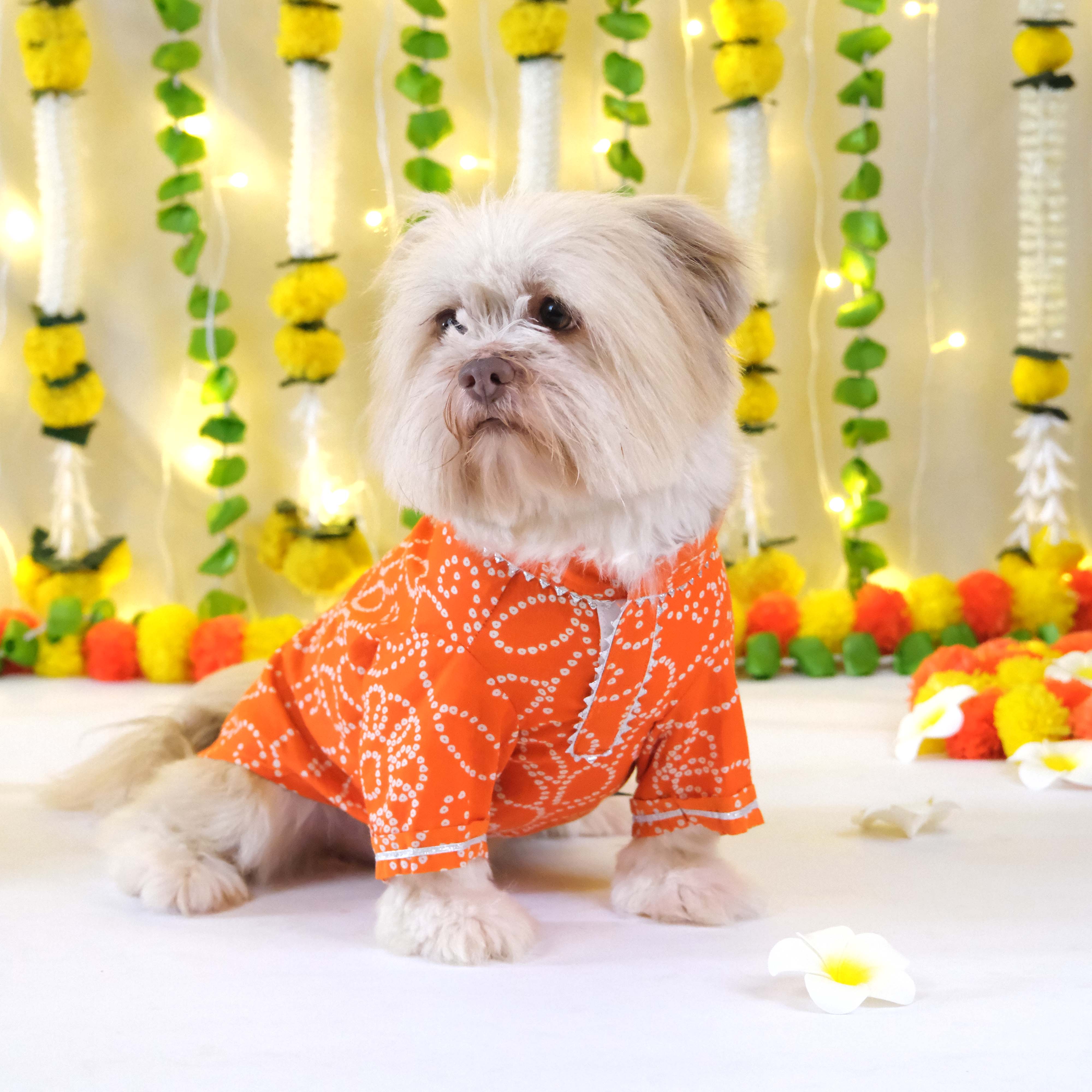 Bandhani - Orange Dog kurta