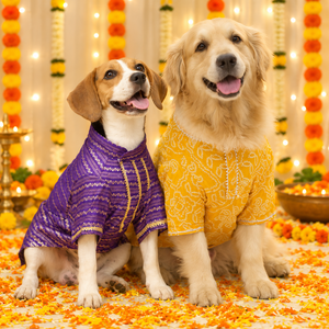 Dog Kurta Combo worn by two Dogs, this Dog festive wear includes lehar purple and bandhani yellow