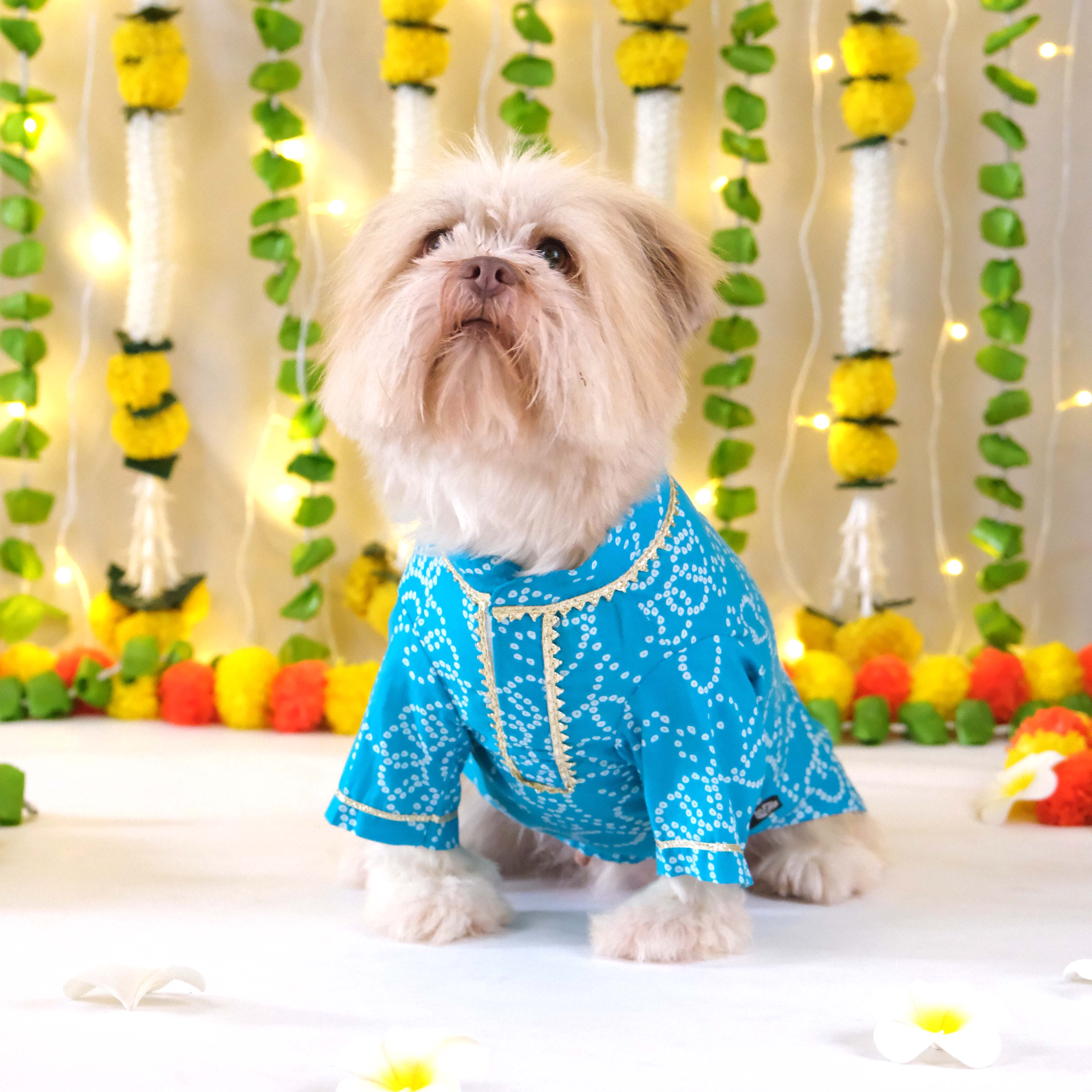 Bandhani - Blue Dog kurta