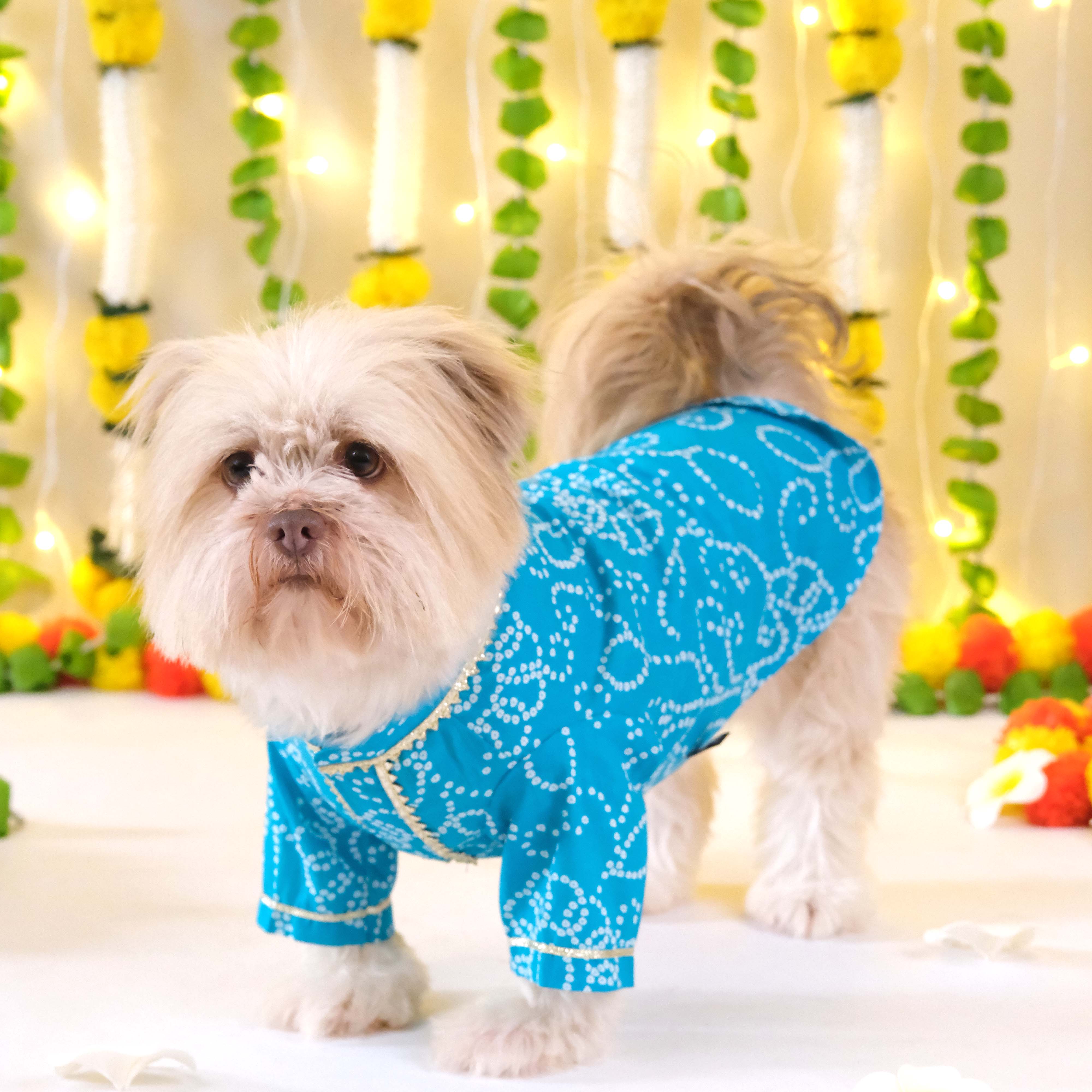 Bandhani - Blue Dog kurta