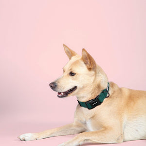 dog wear Emerald Dog Collar-petsway