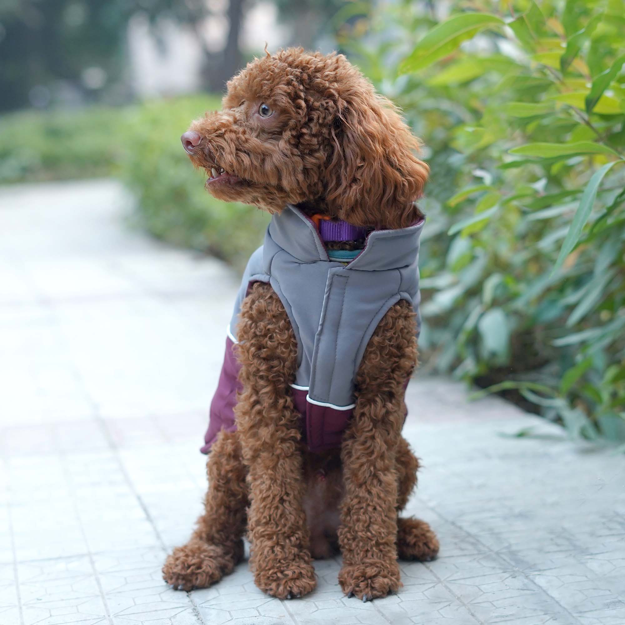 Frost- Wine Dog Jacket