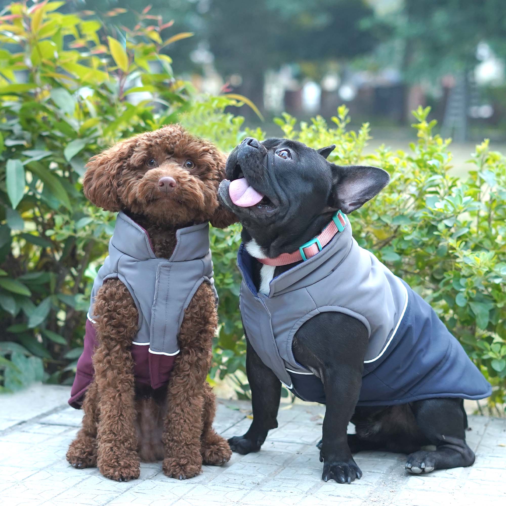 Frost- Navy Dog Jacket