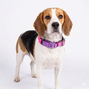 FUCHSIA & AMETHYST MARTINGALE COLLAR