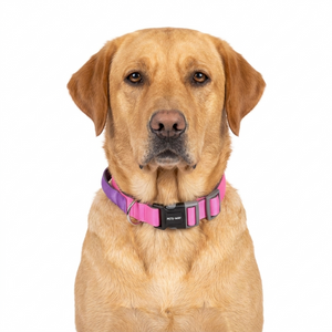 FUSCHIA & AMETHYST PRO GRIP COLLAR
