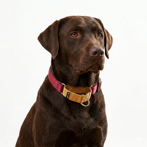 WINE & HONEY MARTINGALE COLLAR