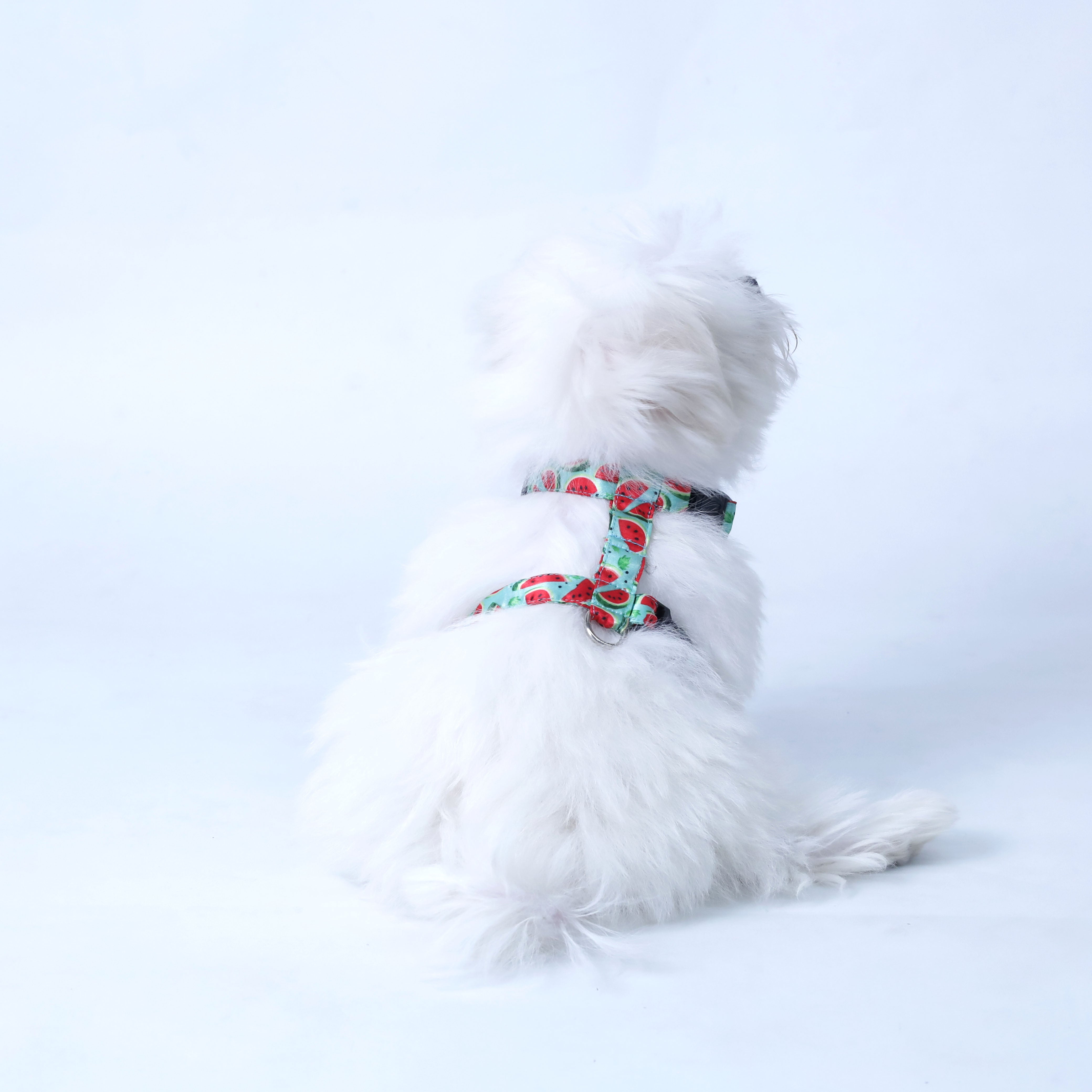 Watermelon Puppy & Cat Harness