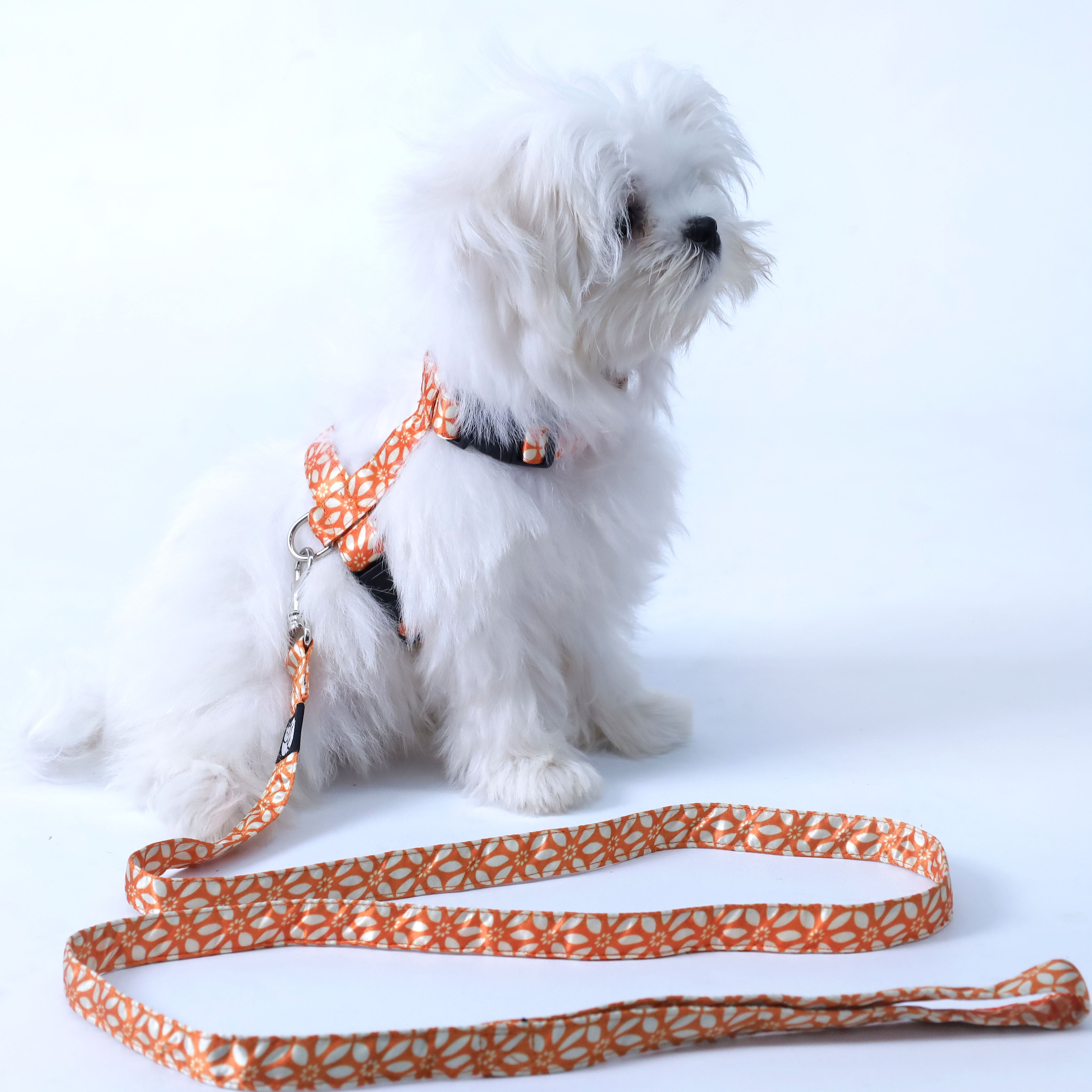 Rangoli Puppy & Cat Collar Leash Harness Set