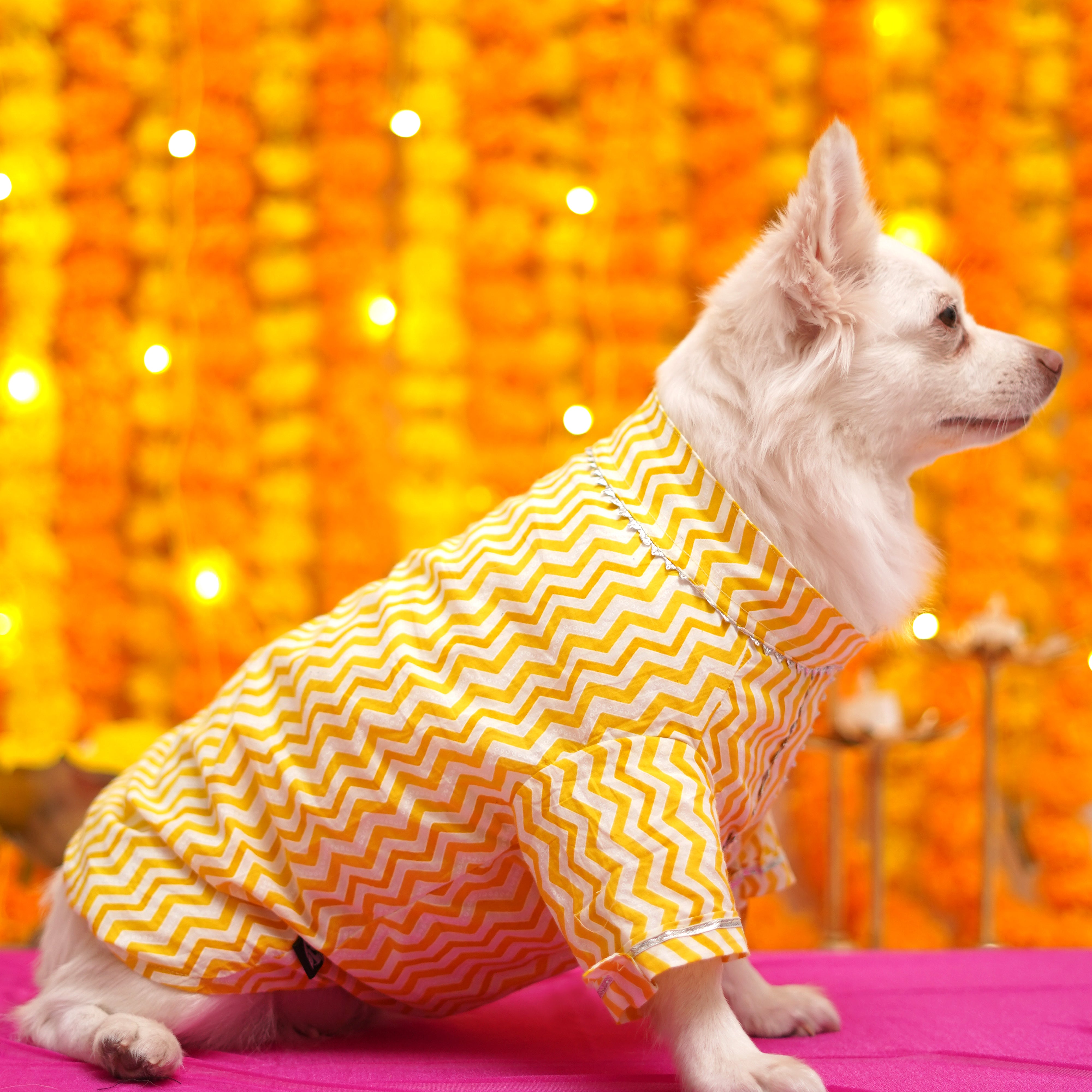 Chevron - Gold  Dog Kurta