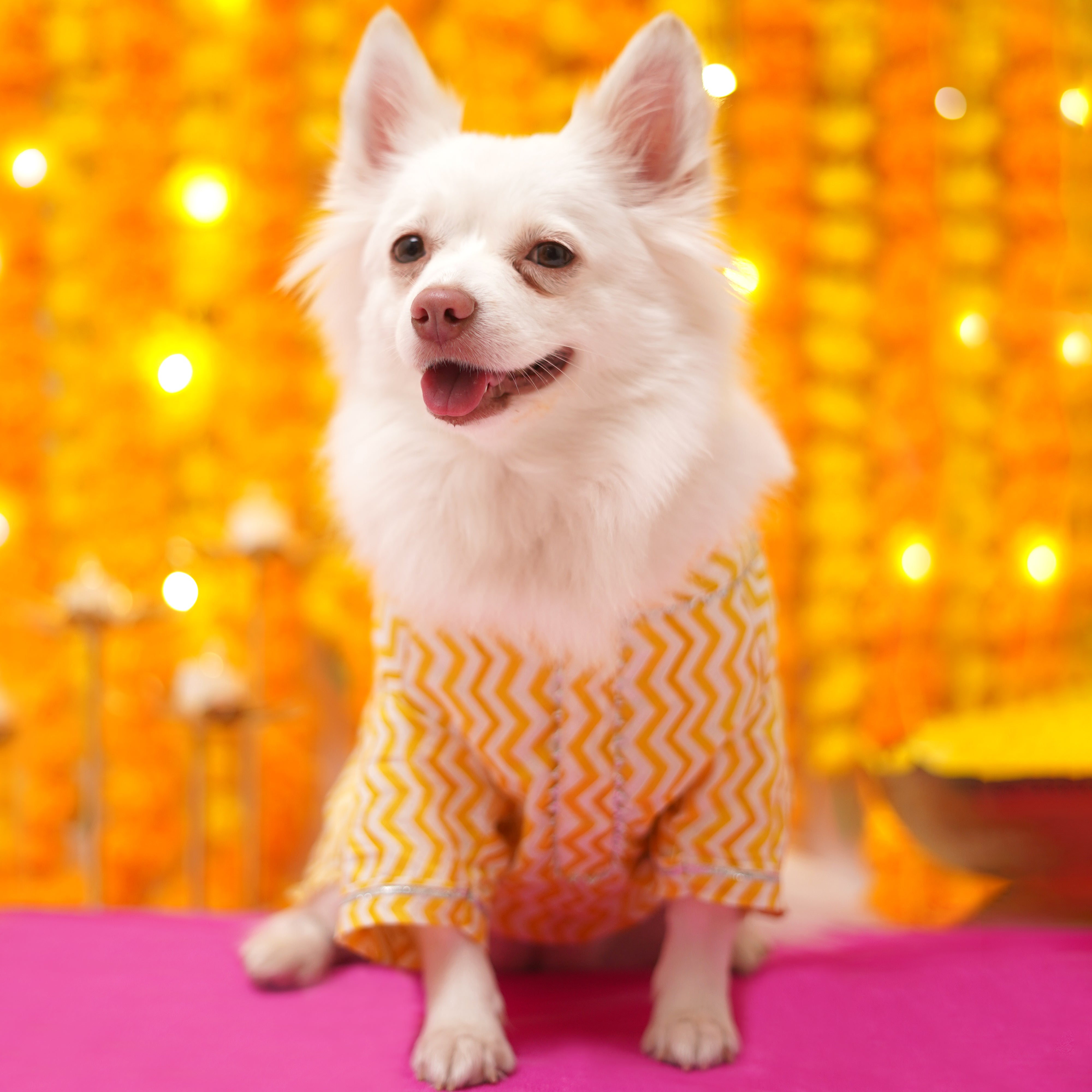 Chevron - Gold  Dog Kurta