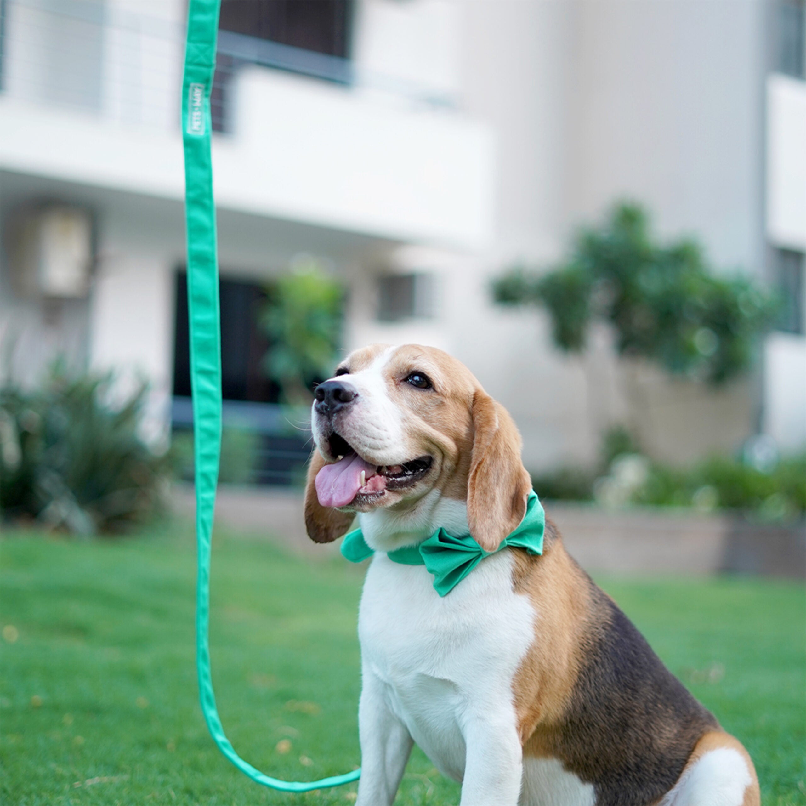 Teal Luxury Velvet Collar