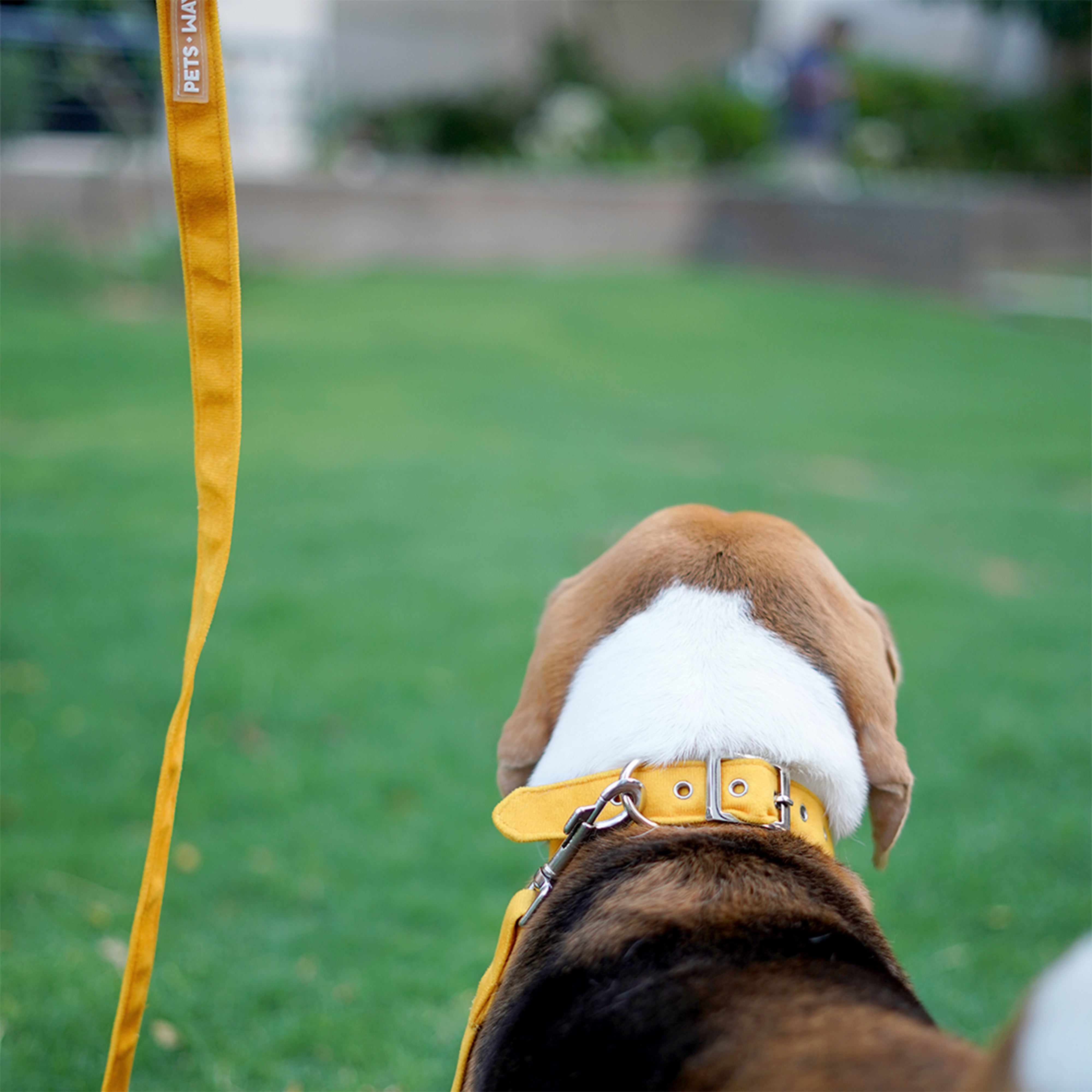 Amber Luxury Velvet Collar