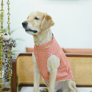 Nawab - Peach Dog kurta