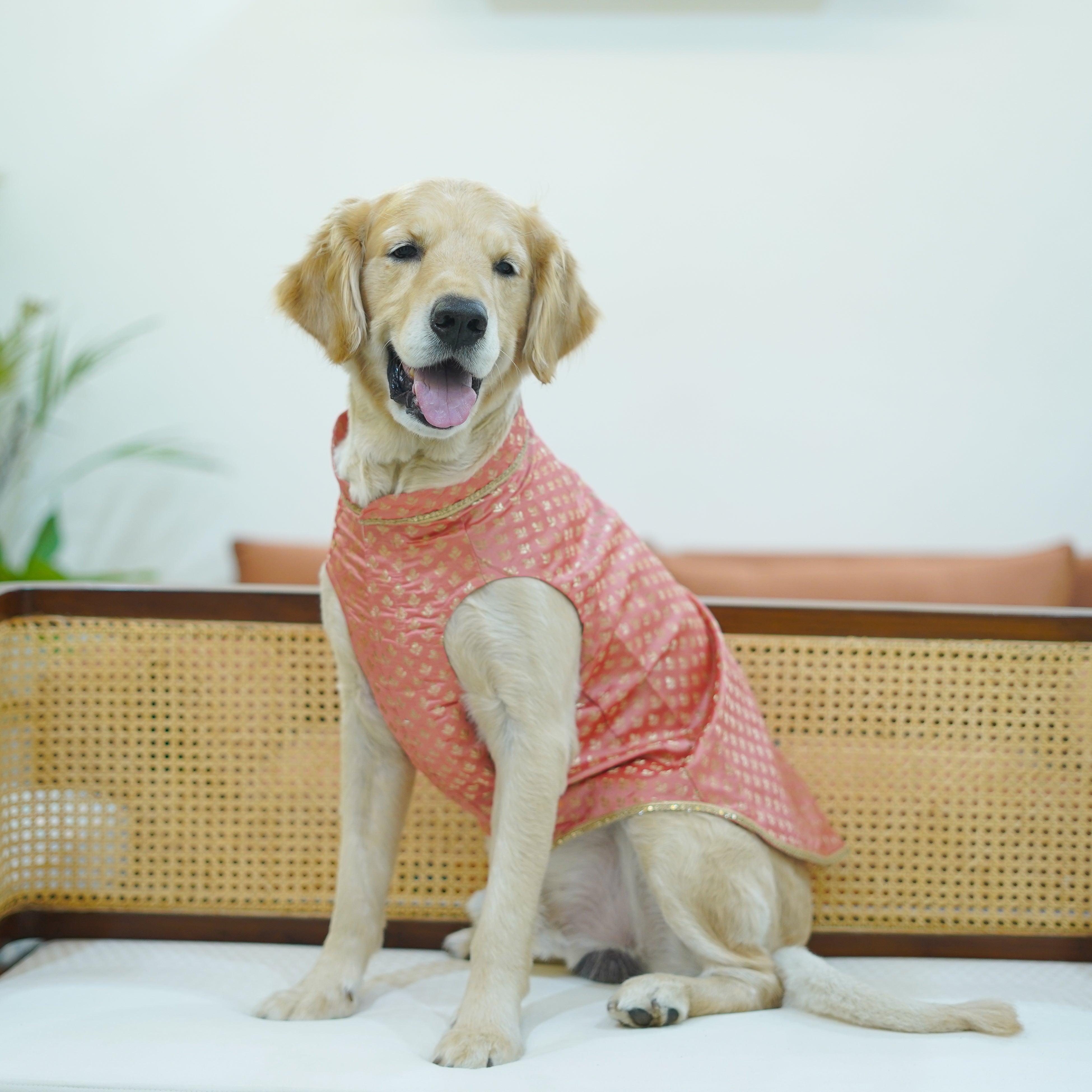 Nawab - Peach Dog kurta