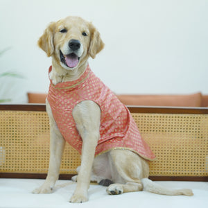 Nawab - Peach Dog kurta