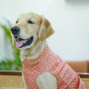 Nawab - Peach Dog kurta