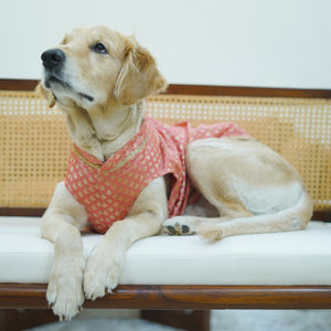 Nawab - Peach Dog kurta